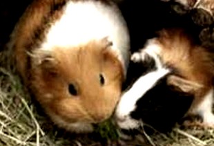 Plocher Schweiz Gesundleben DBB